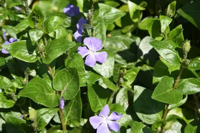 Vinca major (Grote maagdenpalm) - afbeelding 2