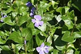 Vinca major (Grote maagdenpalm) - afbeelding 2