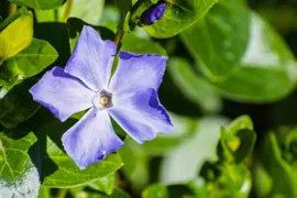 Vinca major (Grote maagdenpalm) - afbeelding 3