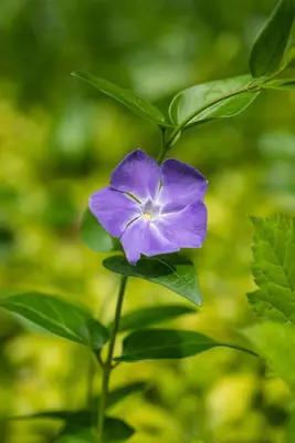 Vinca Major (Grote maagdenpalm) - afbeelding 8