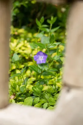 Vinca Major (Grote maagdenpalm) - afbeelding 11