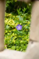 Vinca Major (Grote maagdenpalm) - afbeelding 11