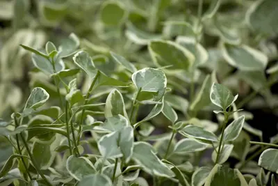 Vinca major variegata (Grote maagdenpalm) - afbeelding 2