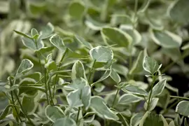 Vinca major variegata (Grote maagdenpalm) - afbeelding 2