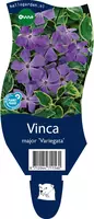 Vinca major variegata (Grote maagdenpalm) - afbeelding 1