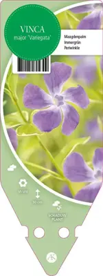 Vinca Major Variegata (Grote maagdenpalm) - afbeelding 1