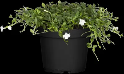 Vinca minor 'Alba' (Kleine maagdenpalm) - afbeelding 3
