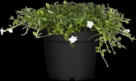 Vinca minor 'Alba' (Kleine maagdenpalm) - afbeelding 3