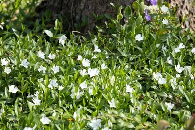 Vinca minor 'Alba' (Kleine maagdenpalm) - afbeelding 4