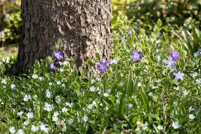 Vinca minor 'Alba' (Kleine maagdenpalm) - afbeelding 5