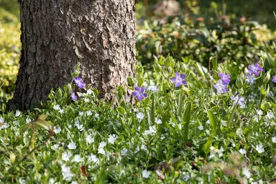 Vinca minor 'Alba' (Kleine maagdenpalm) - afbeelding 6