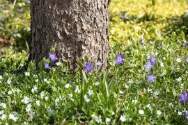 Vinca minor 'Alba' (Kleine maagdenpalm) - afbeelding 7