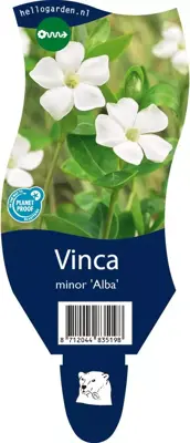 Vinca minor 'Alba' (Kleine maagdenpalm) - afbeelding 1