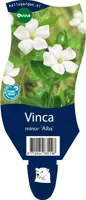 Vinca minor 'Alba' (Kleine maagdenpalm) - afbeelding 1