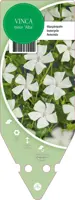 Vinca Minor Alba (Kleine maagdenpalm) - afbeelding 1
