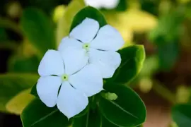 Vinca minor 'Alba' (Kleine maagdenpalm) - afbeelding 2
