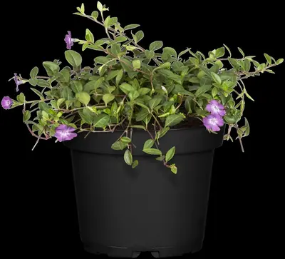 Vinca Minor Atropurpurea (Kleine maagdenpalm) - afbeelding 3
