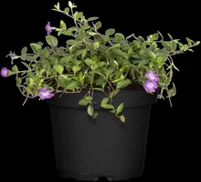 Vinca Minor Atropurpurea (Kleine maagdenpalm) - afbeelding 3