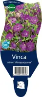 Vinca minor atropurpurea (Kleine maagdenpalm) - afbeelding 1