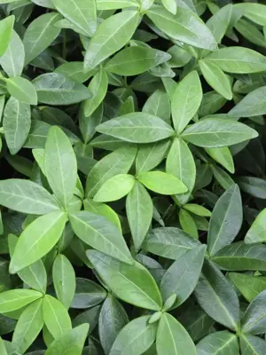 Vinca minor atropurpurea (Kleine maagdenpalm) - afbeelding 3