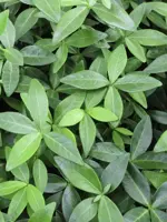 Vinca minor atropurpurea (Kleine maagdenpalm) - afbeelding 3