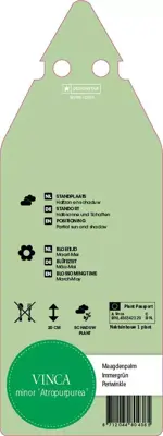 Vinca Minor Atropurpurea (Kleine maagdenpalm) - afbeelding 2