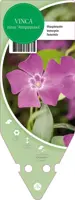 Vinca Minor Atropurpurea (Kleine maagdenpalm) - afbeelding 1