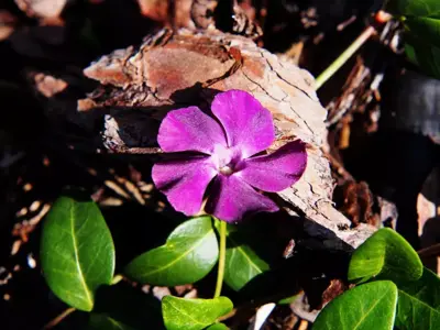 Vinca minor atropurpurea (Kleine maagdenpalm) - afbeelding 2