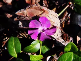 Vinca minor atropurpurea (Kleine maagdenpalm) - afbeelding 2