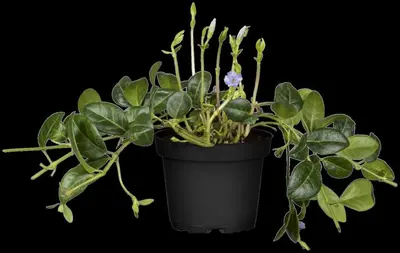 Vinca Minor (Kleine maagdenpalm) - afbeelding 16