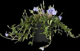 Vinca Minor (Kleine maagdenpalm) - afbeelding 12