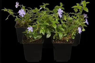 Vinca Minor (Kleine maagdenpalm) - afbeelding 7