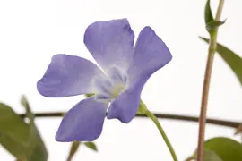 Vinca Minor (Kleine maagdenpalm) - afbeelding 9