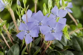 Vinca Minor (Kleine maagdenpalm) - afbeelding 11