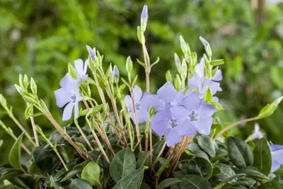 Vinca Minor (Kleine maagdenpalm) - afbeelding 13