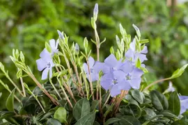 Vinca Minor (Kleine maagdenpalm) - afbeelding 13