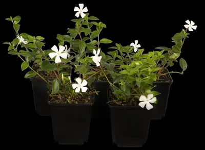 Vinca Minor (Kleine maagdenpalm) - afbeelding 5
