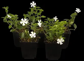 Vinca Minor (Kleine maagdenpalm) - afbeelding 5
