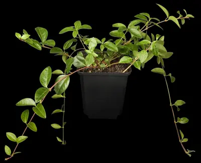 Vinca Minor (Kleine maagdenpalm) - afbeelding 3