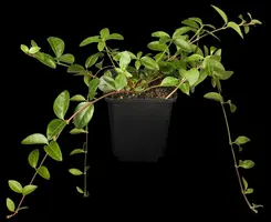 Vinca Minor (Kleine maagdenpalm) - afbeelding 3