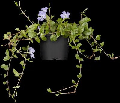 Vinca Minor (Kleine maagdenpalm) - afbeelding 8