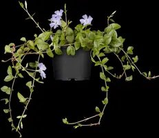 Vinca Minor (Kleine maagdenpalm) - afbeelding 8