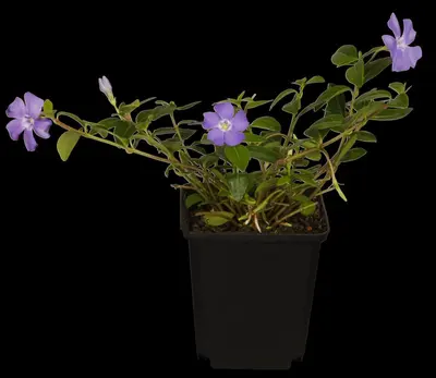 Vinca Minor (Kleine maagdenpalm) - afbeelding 6