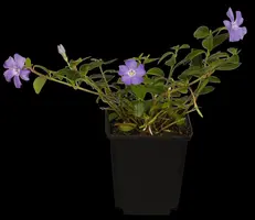 Vinca Minor (Kleine maagdenpalm) - afbeelding 6