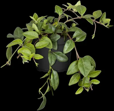 Vinca Minor (Kleine maagdenpalm) - afbeelding 17
