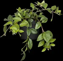 Vinca Minor (Kleine maagdenpalm) - afbeelding 17