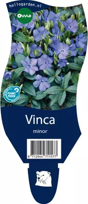 Vinca minor (Kleine maagdenpalm) - afbeelding 1