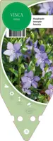 Vinca Minor (Kleine maagdenpalm) - afbeelding 1