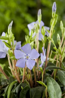 Vinca Minor (Kleine maagdenpalm) - afbeelding 14