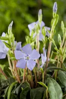 Vinca Minor (Kleine maagdenpalm) - afbeelding 14